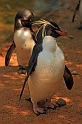 Il capo pinguino